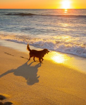 Dog on the beach